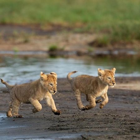 Africa Safari South Serengeti Ndutu Ngorongoro Sinoni Exterior photo