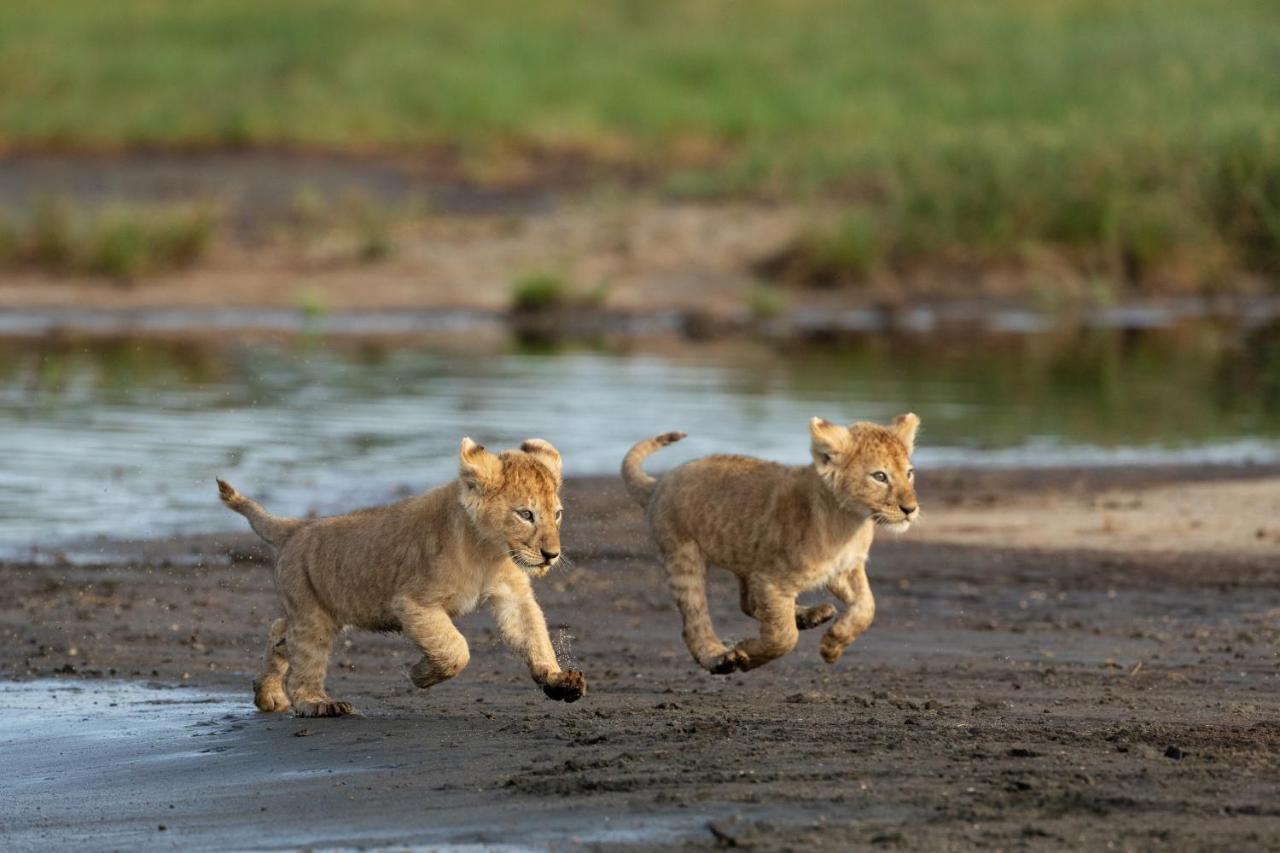 Africa Safari South Serengeti Ndutu Ngorongoro Sinoni Exterior photo