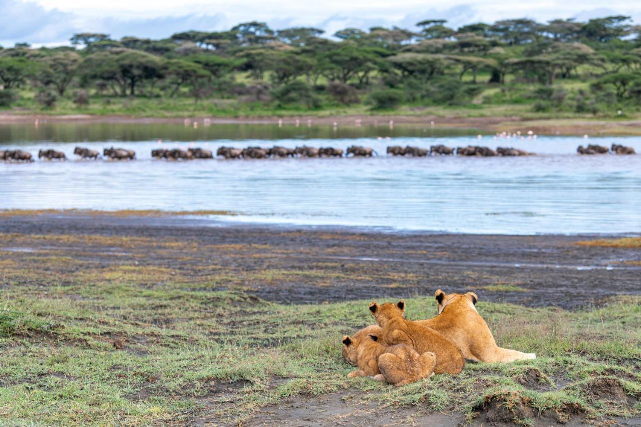 Africa Safari South Serengeti Ndutu Ngorongoro Sinoni Exterior photo
