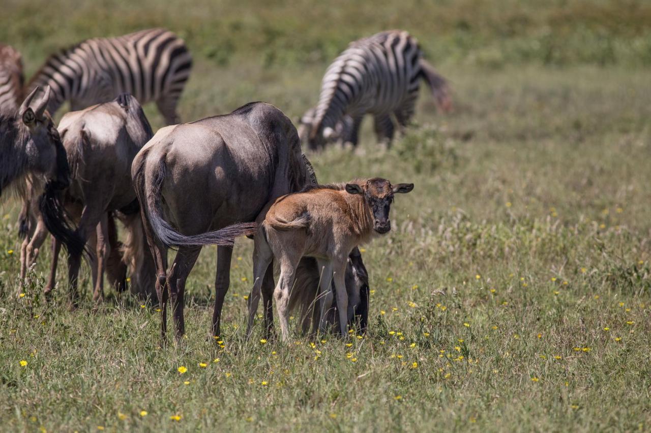 Africa Safari South Serengeti Ndutu Ngorongoro Sinoni Exterior photo